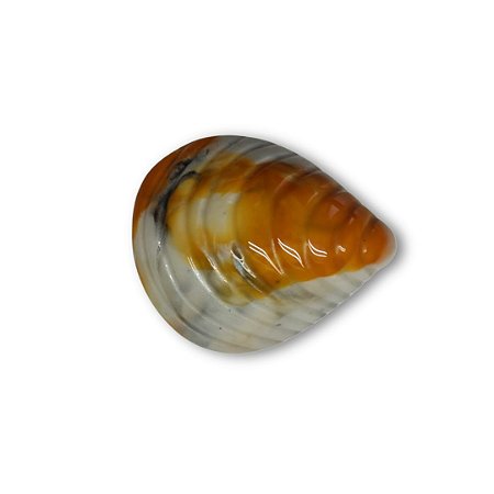 Fivela de Resina Concha - Mescla