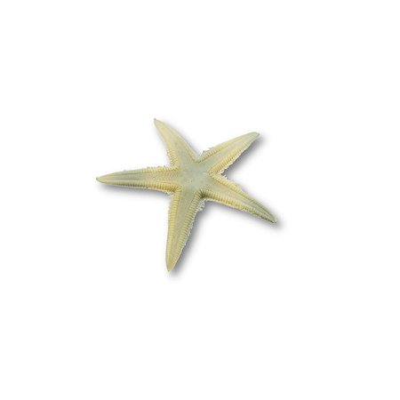 Estrela do Mar Natural