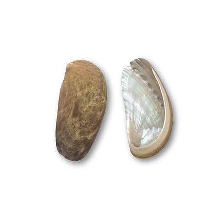 Concha Abalone - Haliotis