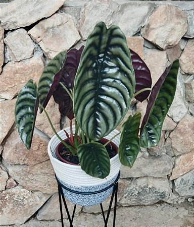 Alocasia Pulmão de Aço
