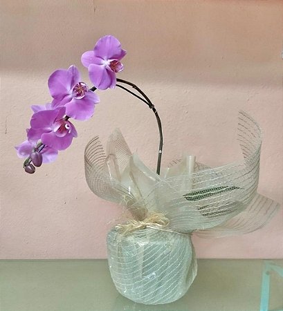 Orquídea Phalaenopsis