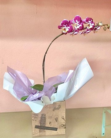 Orquídea Phalaenopsis