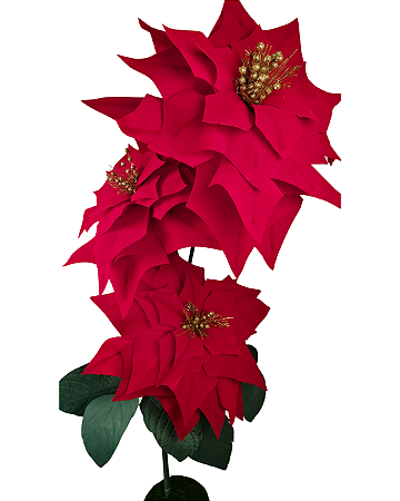 Poinsétia | A flor do Natal