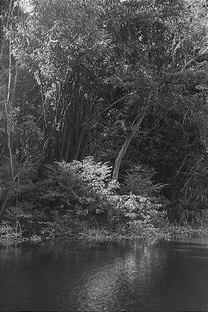 Print Amazonia 6