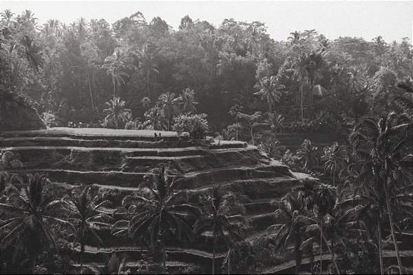 Print Campos de Arroz Bali 4