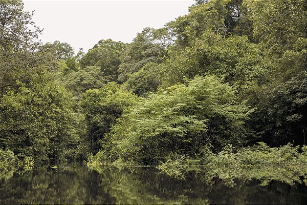 Print Amazonia 8