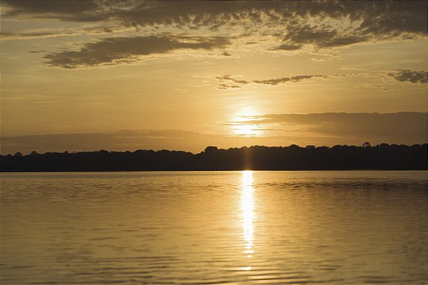 Print Amazonia 7
