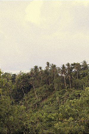 Print Bali 4
