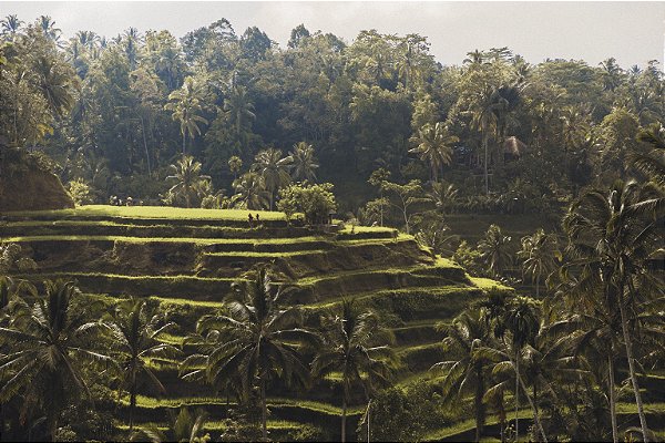 Print Campos de Arroz Bali 3