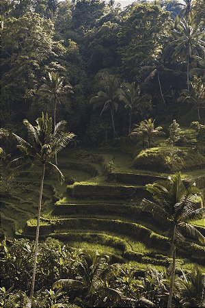 Print Campos de Arroz Bali 2