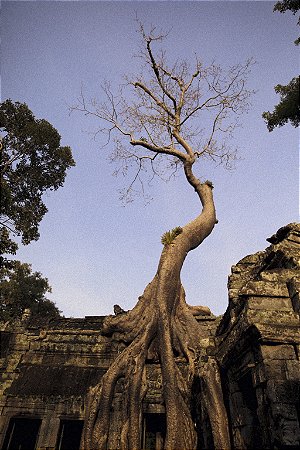 Print Angkor Wat 6