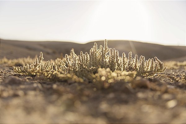 Print Deserto Agafay 2