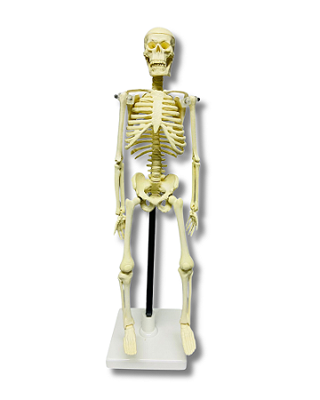 Mini Esqueleto Padrão 42 Cm