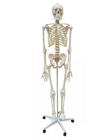 Esqueleto Humano padrão 170 cm, articulado em resina