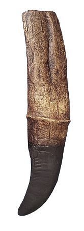 Fóssil de Dente de Tyrannosaurus rex com raíz (RÉPLICA)