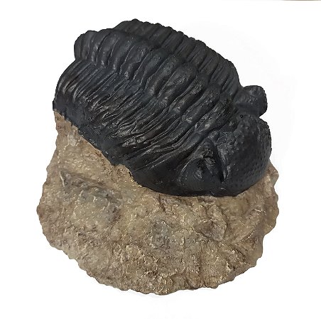 Fóssil de Trilobita (RÉPLICA)