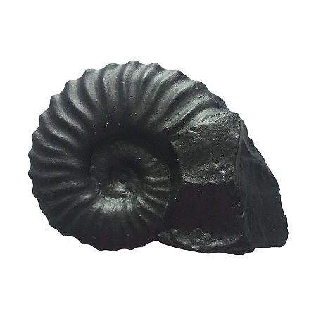Fóssil de Amonita (RÉPLICA)