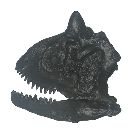 Crâno Fóssil de Carnotauro em Escala Reduzida (RÉPLICA) 1:3