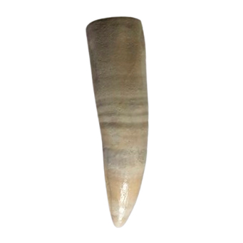Dente de Jacaré-açu - Melanosuchus niger (RÉPLICA)