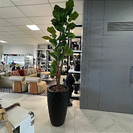 ARRANJO DE CHAO COM FOLHAGEM FICCUS 2.60M