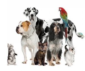 Curso de Florais Bach para Animais de Estimação