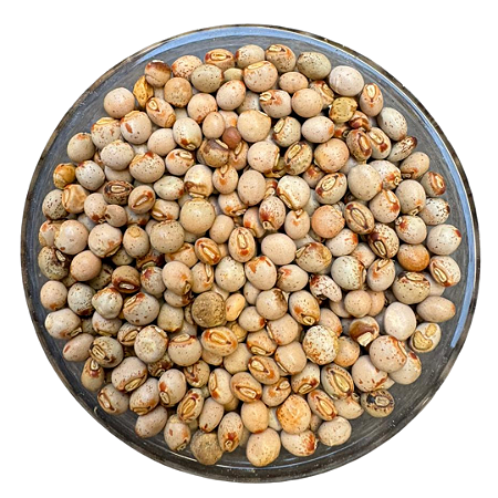 Sementes de Feijão Guandu Fava Larga