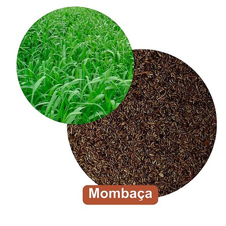 Sementes de Mombaça