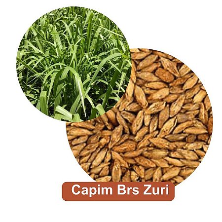 Sementes de Capim Brs Zuri