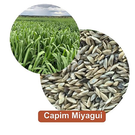 Sementes de Capim Miyagui