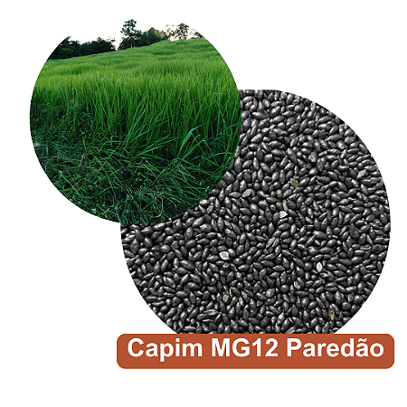 Sementes de Capim Mg12 Paredão