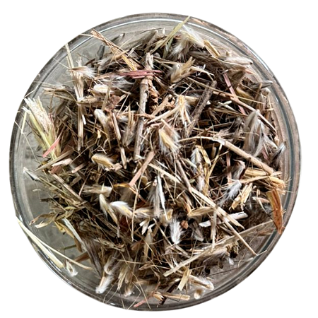 Semente de Capim Andropogon 10kg Top