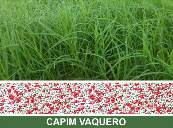 Semente de Capim Vaquero
