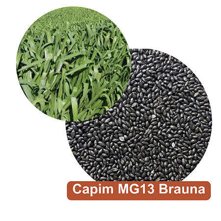 Semente de Capim Brizantha Brauna