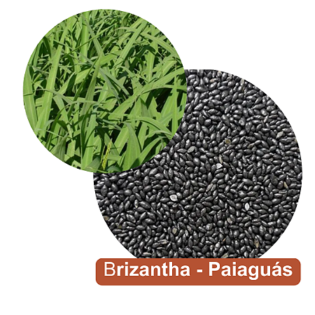 Semente de Capim Brizantha - Paiaguás