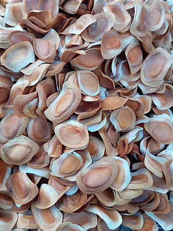 1.000 Sementes de Mogno Africano - Original Plantio
