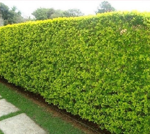 500 Sementes de Limãozinho Bravo – Cerca Viva (Swinglea glutinosa) 50gr