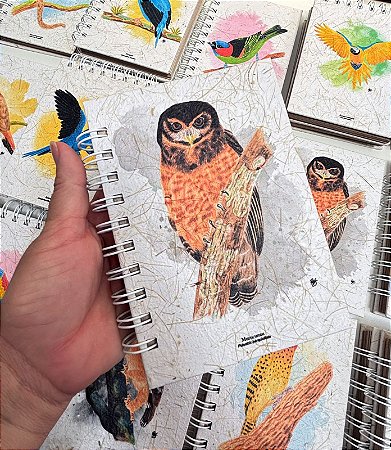 Caderneta - Murucututu