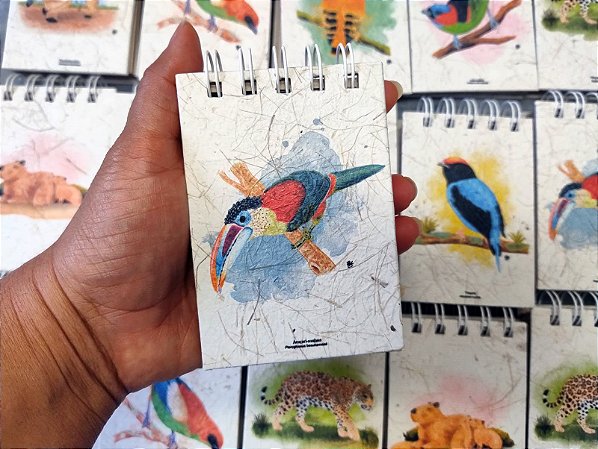 Caderneta Araçari-mulato- P