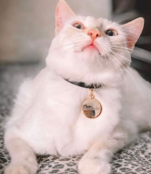 COLEIRA PARA PETS EM COURO COM PERSONALIZAÇÃO DO NOME