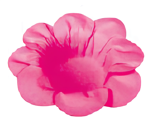 Forminha Sweet Cartão Papel com 50 unidades - Pink