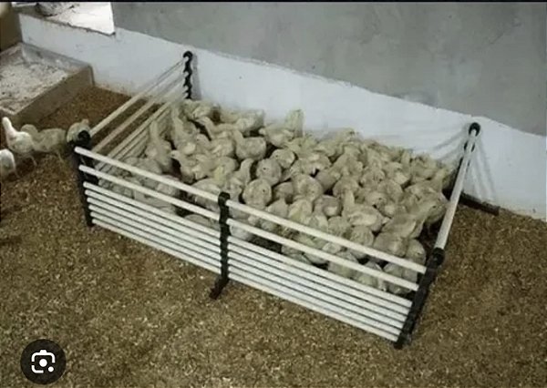 Separador de frango para pesagem
