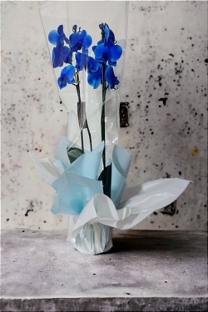 Orquídea Azul