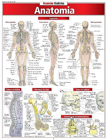 Anatomia Resumao