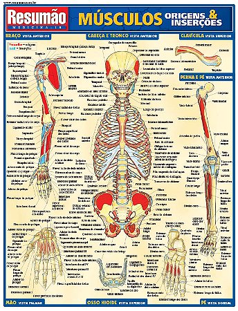 Musculos: Origens & Insercoes - Resumao