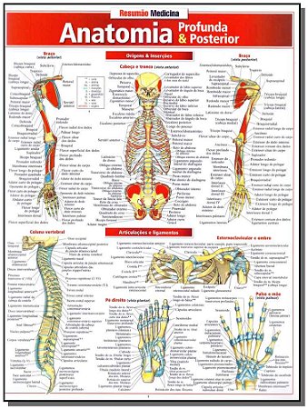 Anatomia Profunda & Posterior - Resumao