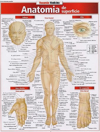 Anatomia de Superficie Resumao