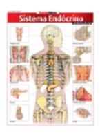 Sisitema Endocrino Avancado