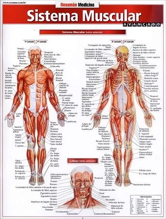 Sistema Muscular - Avancado