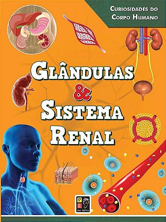 Curiosidades do Corpo Humano Glandulas e Sistema R