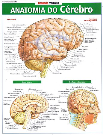 Resumão - Anatomia do Cérebro